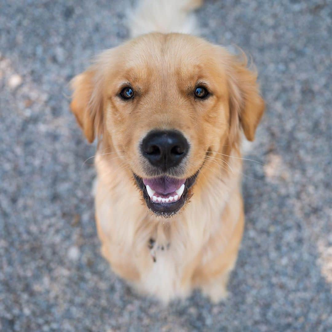 The Dogistさんのインスタグラム写真 - (The DogistInstagram)「Tessa, Golden Retriever (1 y/o), Falmouth Dog Park, Falmouth, MA • “She’ll carry a water bottle on our walks the whole way.”」8月8日 10時39分 - thedogist