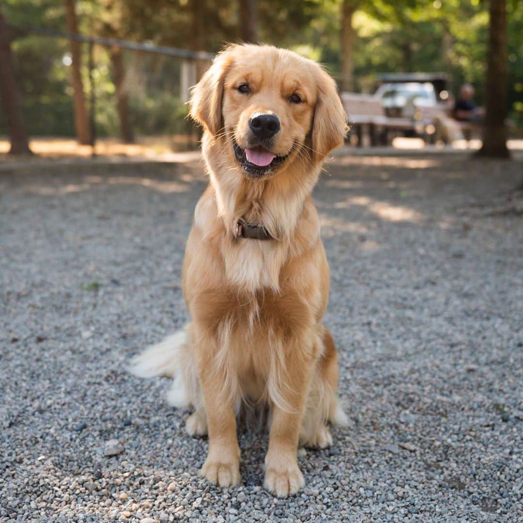 The Dogistさんのインスタグラム写真 - (The DogistInstagram)「Tessa, Golden Retriever (1 y/o), Falmouth Dog Park, Falmouth, MA • “She’ll carry a water bottle on our walks the whole way.”」8月8日 10時39分 - thedogist