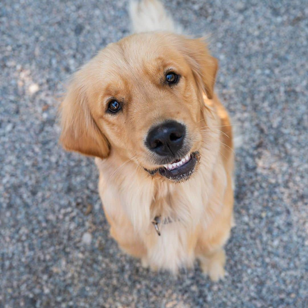 The Dogistさんのインスタグラム写真 - (The DogistInstagram)「Tessa, Golden Retriever (1 y/o), Falmouth Dog Park, Falmouth, MA • “She’ll carry a water bottle on our walks the whole way.”」8月8日 10時39分 - thedogist