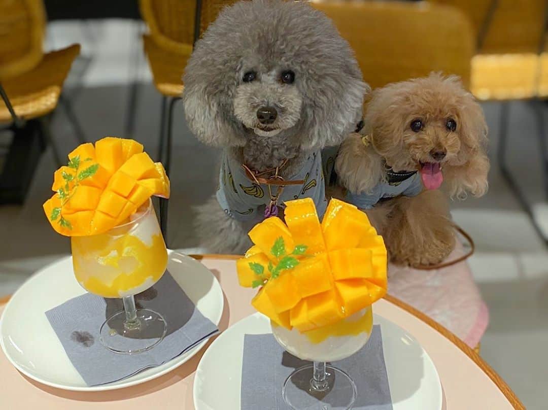 Toypoodle Mikuru?Asakusa Tokyoのグルメインスタ