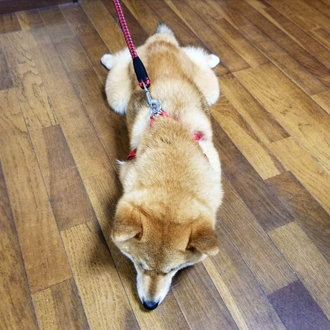 柴犬たま Shibainu Tamaのインスタグラム