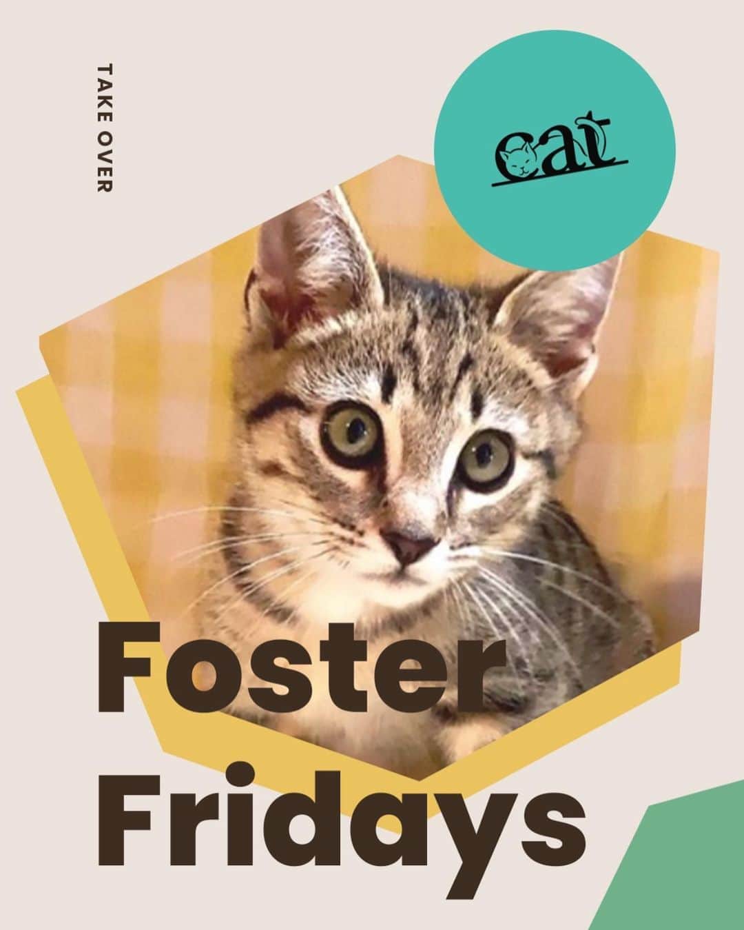 Cats of Instagramさんのインスタグラム写真 - (Cats of InstagramInstagram)「Today is #FosterFridays with @catadoptpdx! Climb on over to our stories to hear what they’re up to right now. ⁣ •••⁣ Every Friday, one of our favorite organizations takes over our Instagram stories! Please visit + follow their social to learn more.」8月8日 11時48分 - cats_of_instagram