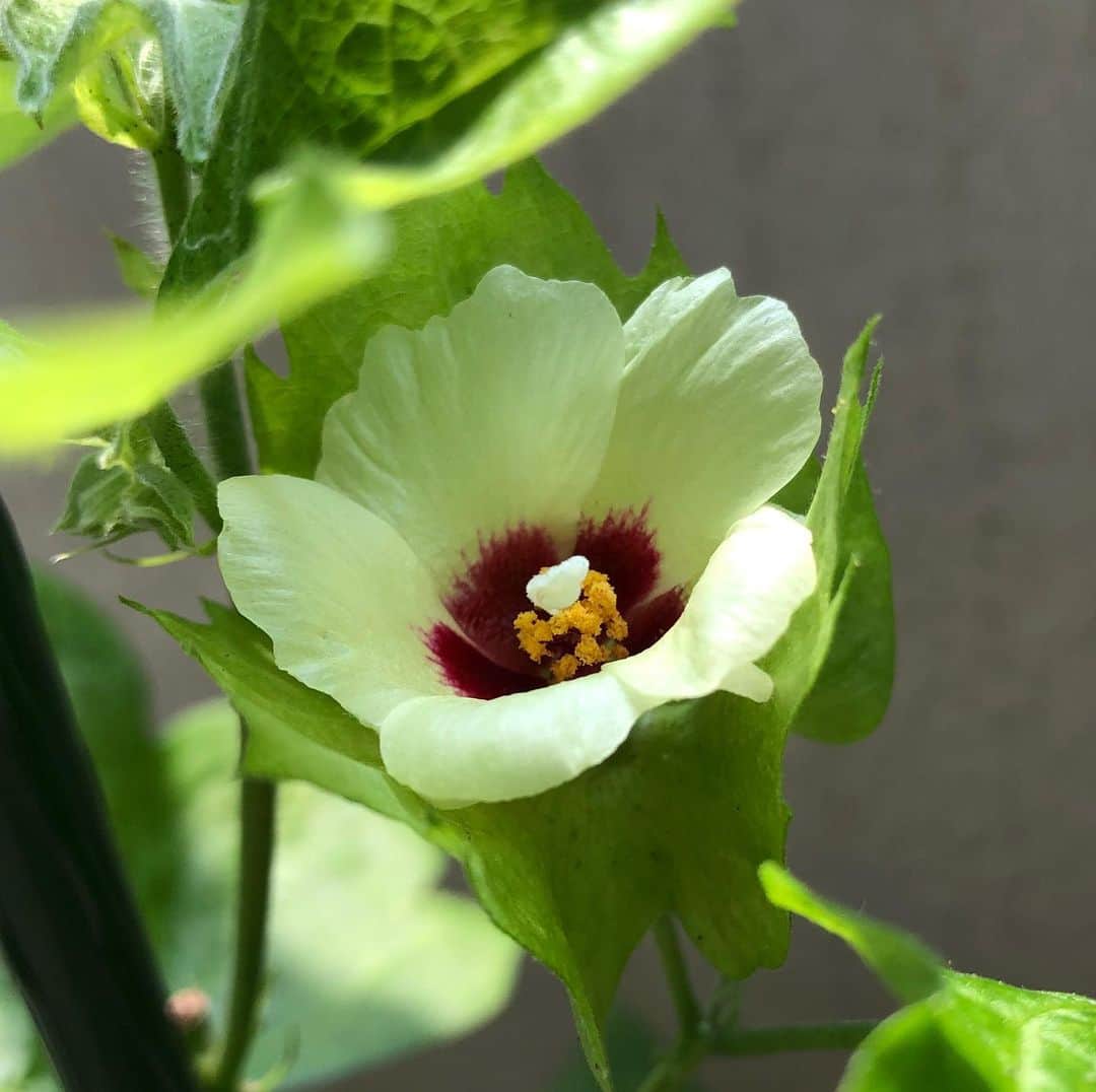 大津びわ子のインスタグラム：「ついに❗️咲きました。河内木綿の花、初めまして💕優しい色、かわいい。 今日は、昨日に続いての一粒万倍日❗️何だか、とっても嬉しい🤗  #ガーデニング #種から育てる  #河内木綿」
