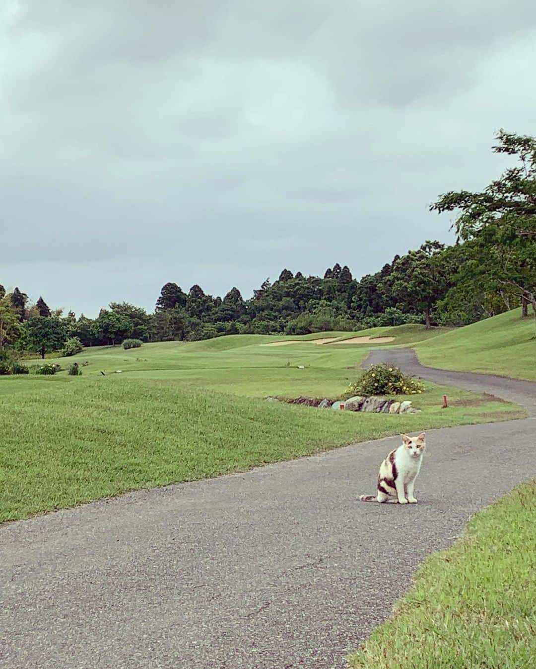 奥山春香さんのインスタグラム写真 - (奥山春香Instagram)「にゃ🐈」8月8日 12時30分 - corvetteharuka