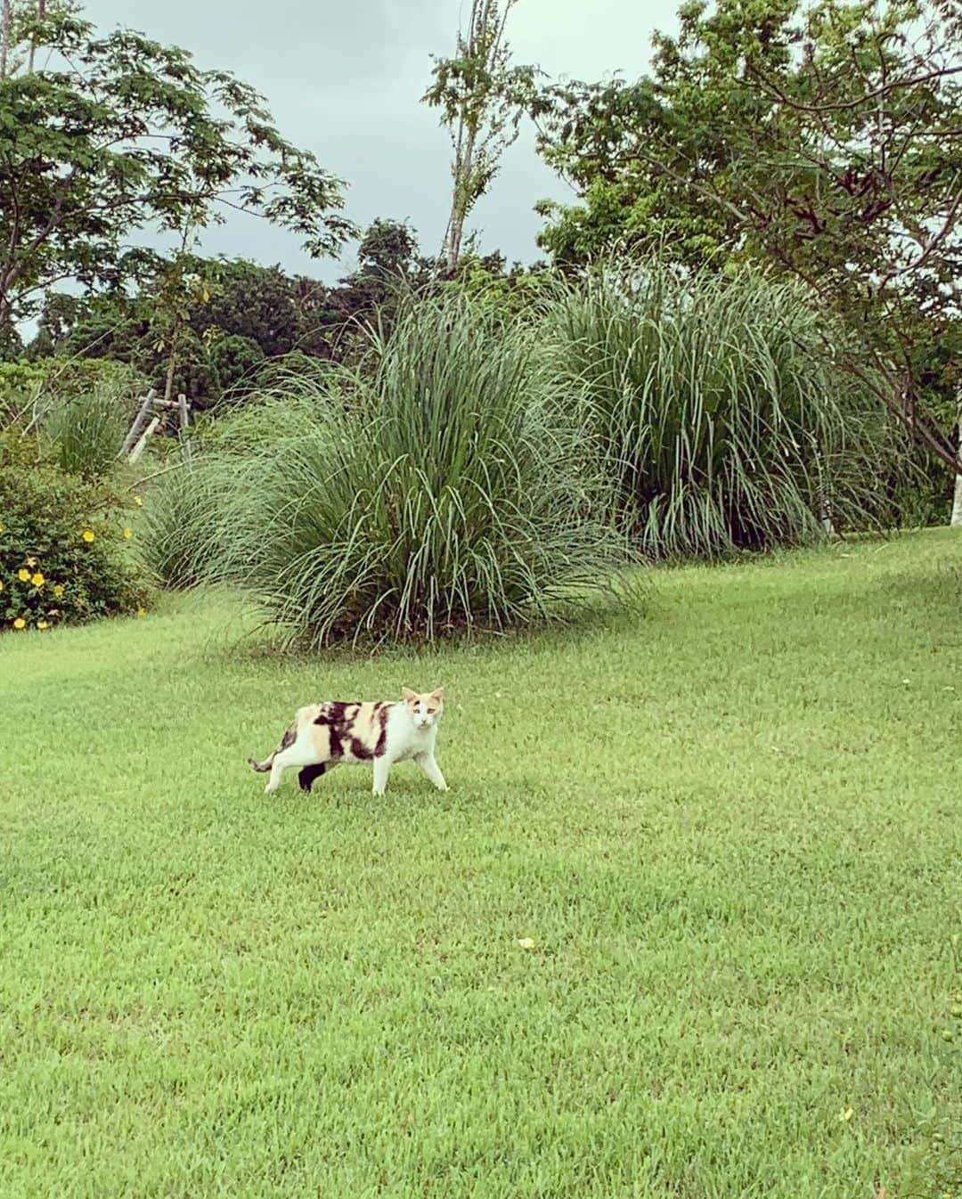 奥山春香さんのインスタグラム写真 - (奥山春香Instagram)「にゃ🐈」8月8日 12時30分 - corvetteharuka