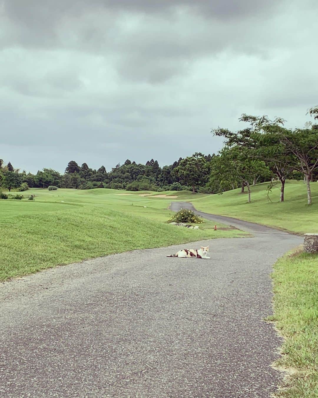 奥山春香さんのインスタグラム写真 - (奥山春香Instagram)「にゃ🐈」8月8日 12時30分 - corvetteharuka