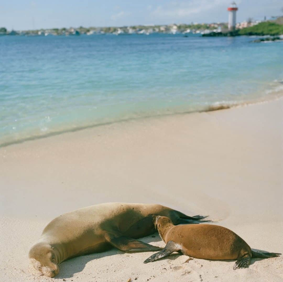 National Geographic Travelさんのインスタグラム写真 - (National Geographic TravelInstagram)「Photo by @amritachandradas  A sea lion and her pup rest on the shore of Playa Punta Carola, San Cristóbal Island, Galápagos. Follow me @amritachandradas for more photos from around the world. #Galápagos #Ecuador #sealions」8月8日 13時09分 - natgeotravel