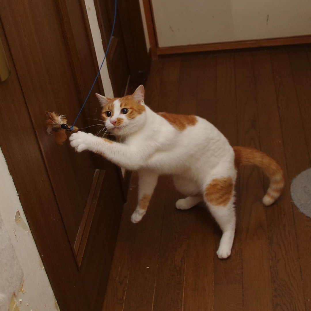Kachimo Yoshimatsuさんのインスタグラム写真 - (Kachimo YoshimatsuInstagram)「元気いっぱいだあ！ #うちの猫ら #oinari #猫 #ねこ #cat #ネコ #catstagram #ネコ部 http://kachimo.exblog.jp」8月8日 13時27分 - kachimo