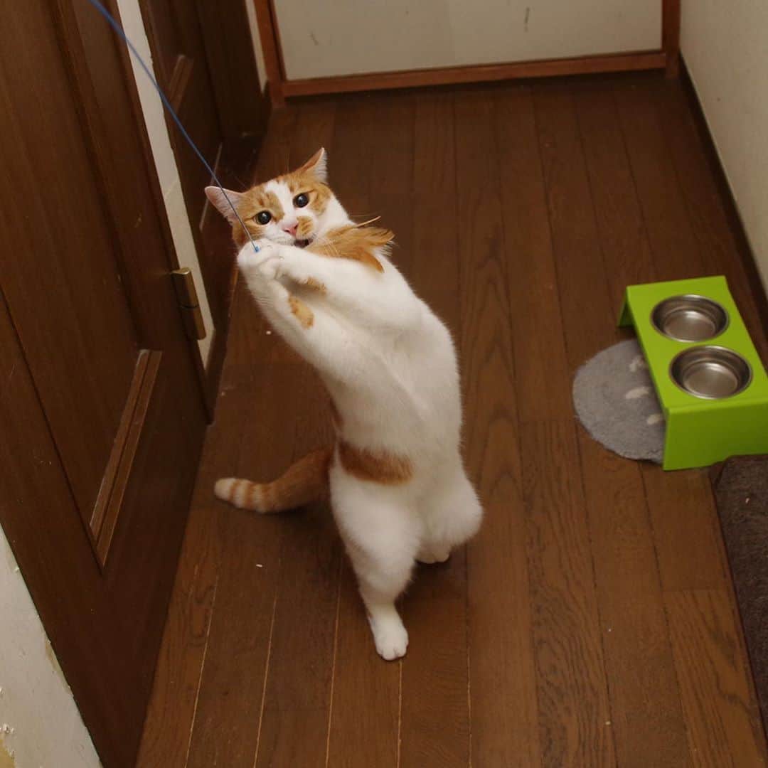 Kachimo Yoshimatsuさんのインスタグラム写真 - (Kachimo YoshimatsuInstagram)「元気いっぱいだあ！ #うちの猫ら #oinari #猫 #ねこ #cat #ネコ #catstagram #ネコ部 http://kachimo.exblog.jp」8月8日 13時27分 - kachimo