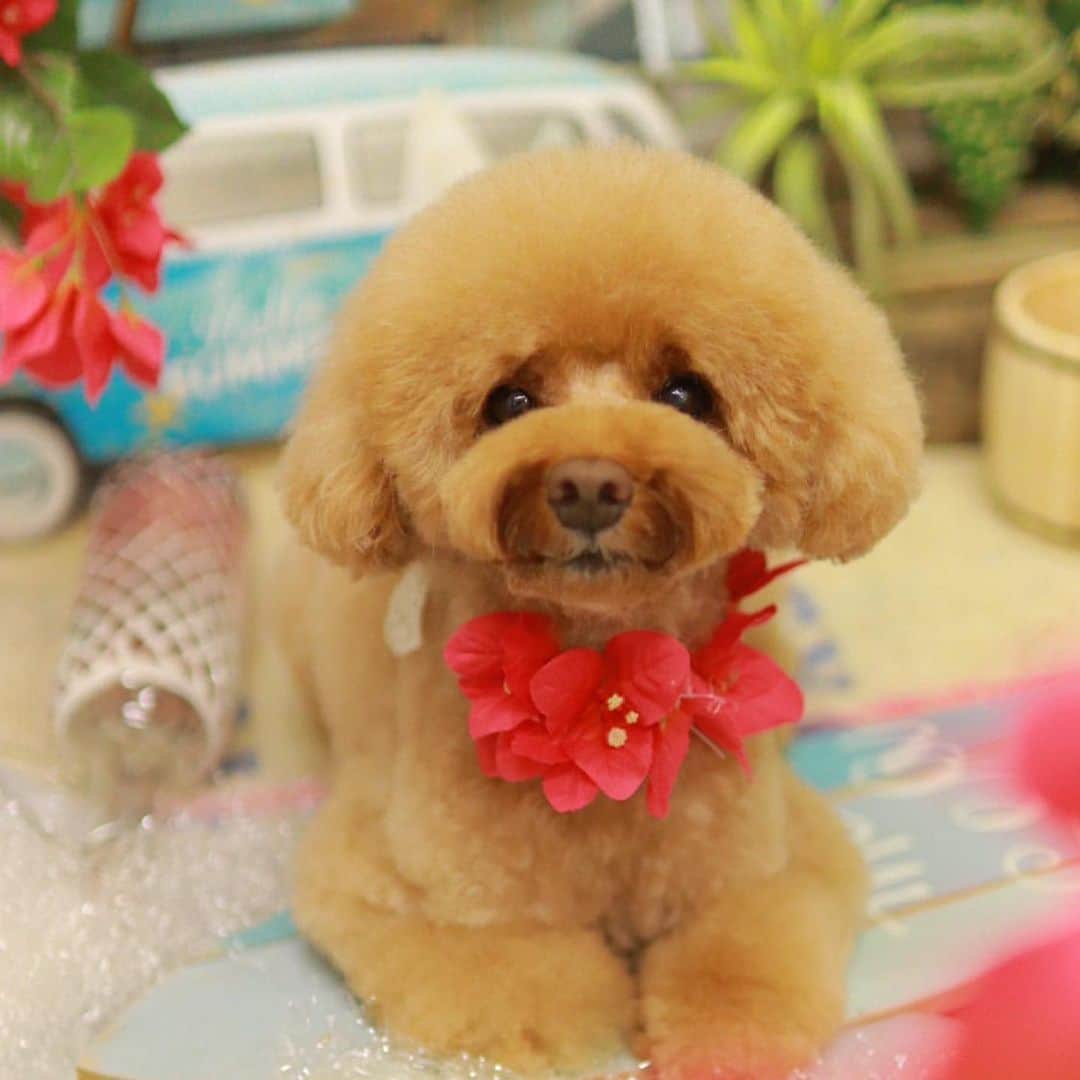 keikobun34さんのインスタグラム写真 - (keikobun34Instagram)「﻿ ･.｡*･.｡* August･.｡*･.｡*﻿ ﻿ ﻿  @leibun53 ﻿ ♡Lei レイ♡ ﻿ ﻿﻿ お鼻の下に白い毛が生えてきたよ。 それも、可愛い♥︎  ﻿ #トリミング#もふもふ#モフモフのお友達 #トイプードル#toypoodle #プードル#poodle#犬#dog#kaumo_pet#dogstagram#poodle_feature #instadog#toypoodlegram#welovetoypoodle #picsofdogmodels#poodlesofinstagram #poodles #poodlelove#dogsofinstagram #doglover  #dogoftheday」8月8日 13時34分 - keikobun34