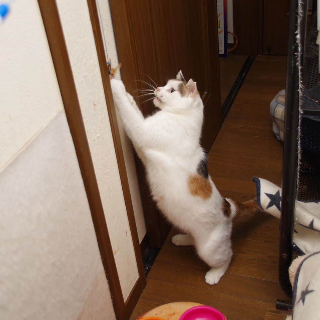 Kachimo Yoshimatsuさんのインスタグラム写真 - (Kachimo YoshimatsuInstagram)「ミケ子も〜！ #うちの猫ら #mikeko #ミケ子 #猫 #ねこ #cat #ネコ #catstagram #ネコ部 http://kachimo.exblog.jp」8月8日 13時35分 - kachimo