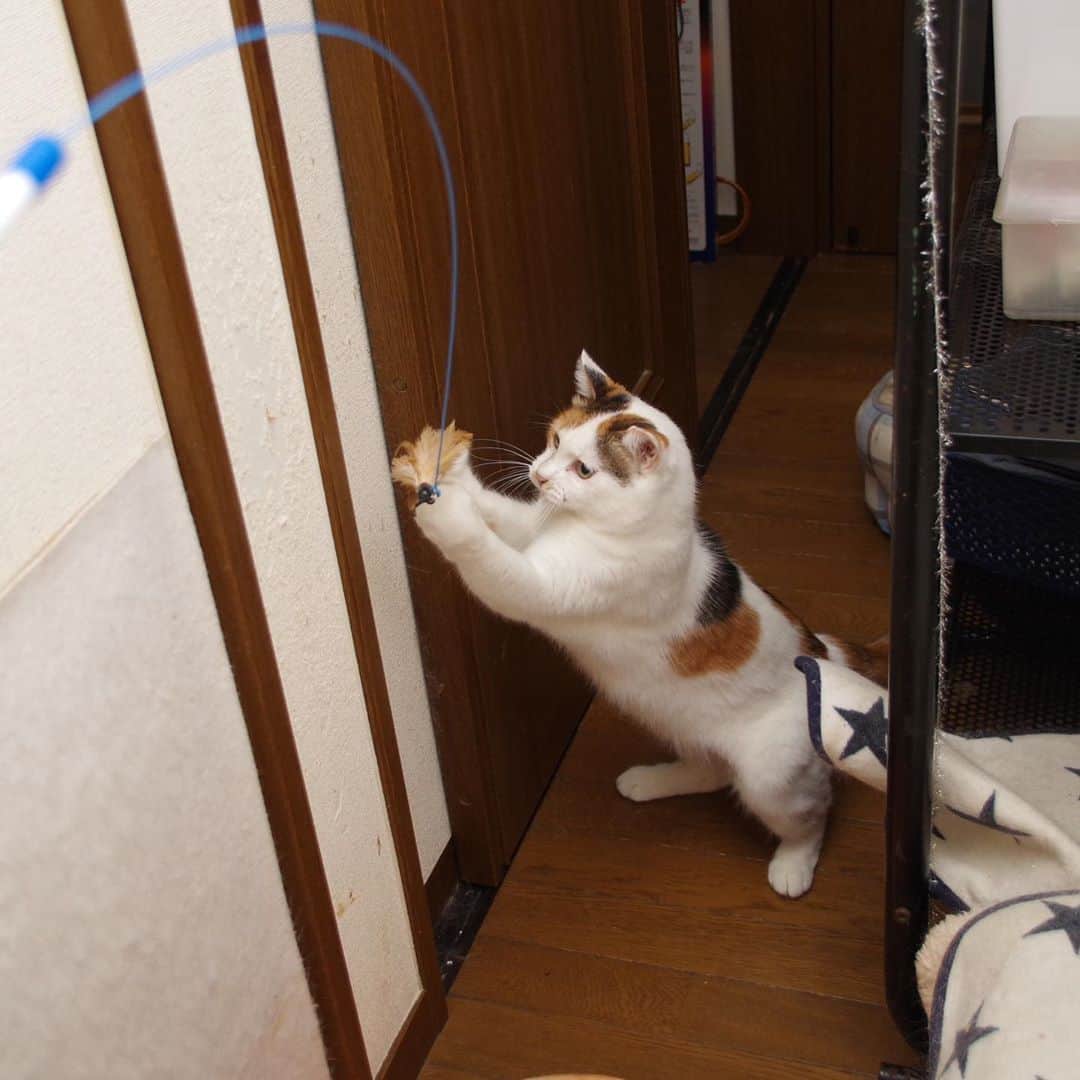 Kachimo Yoshimatsuさんのインスタグラム写真 - (Kachimo YoshimatsuInstagram)「ミケ子も〜！ #うちの猫ら #mikeko #ミケ子 #猫 #ねこ #cat #ネコ #catstagram #ネコ部 http://kachimo.exblog.jp」8月8日 13時35分 - kachimo
