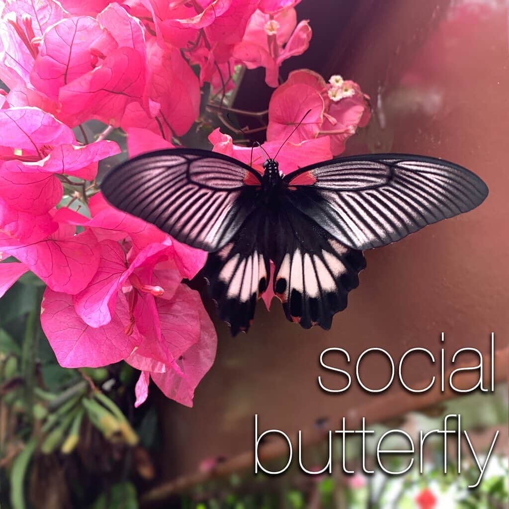 アメリカ大使館さんのインスタグラム写真 - (アメリカ大使館Instagram)「最近しっかり有名になったソーシャル(social)が入ったものを紹介します！今日紹介するのは、“social butterfly”🦋 お花🌸からお花🌼へと飛び交う蝶々🦋の様な生態を表現しいて、パーティーなどの社交的な場所で、自然に友達の輪を広げられるような人を指して使います。 あなたの周りにいる素敵な”social butterfly”は、どんな人ですか⁉️ . #usa #america #studyabroad #livinginamerica #idioms #phrases #socialbutterfly #social #butterfly #アメリカ #アメリカ生活 #留学 #イディオム #フレーズ #英会話 #パーティー #社交場 #英語の勉強 #花 #蝶々 #生態 #社交的な人 #ソーシャル」8月8日 13時42分 - usembassytokyo