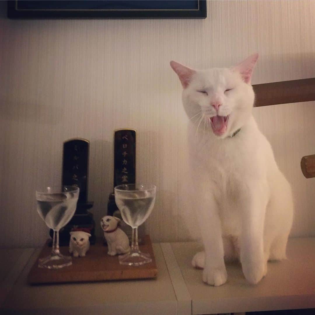 岡田屋鉄蔵のインスタグラム：「阿吽」