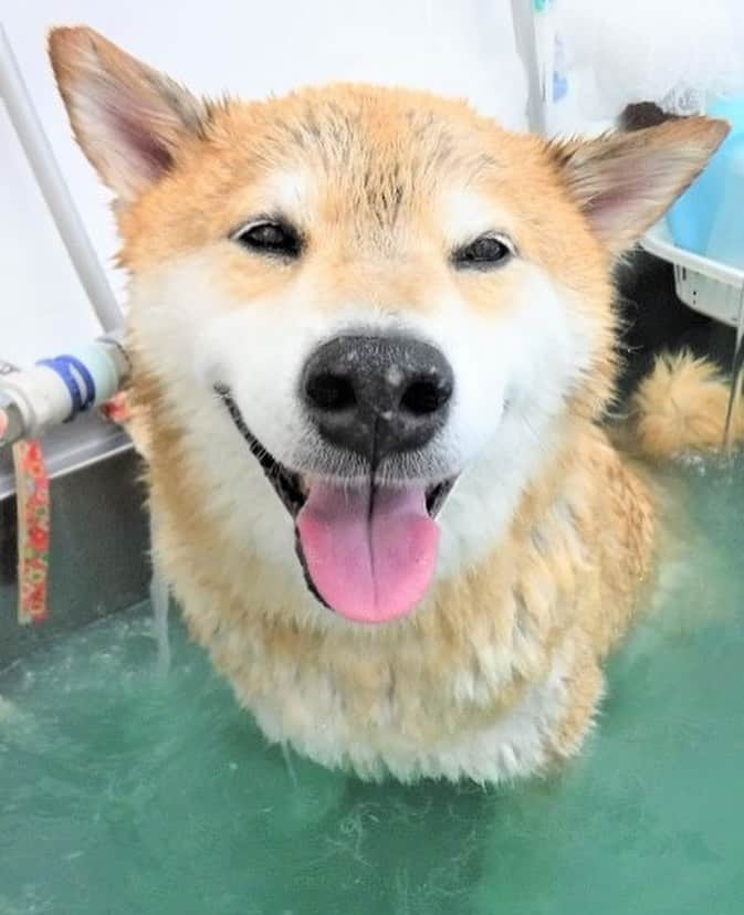 まる（まるたろう）さんのインスタグラム写真 - (まる（まるたろう）Instagram)「I finished taking a shower. ✨🐶🚿✨シャワー浴びたらちっこくなっちゃった🥴 #手乗り柴犬 #筋斗雲的なやーつ #これでもまだ30パーセント」8月8日 13時54分 - marutaro