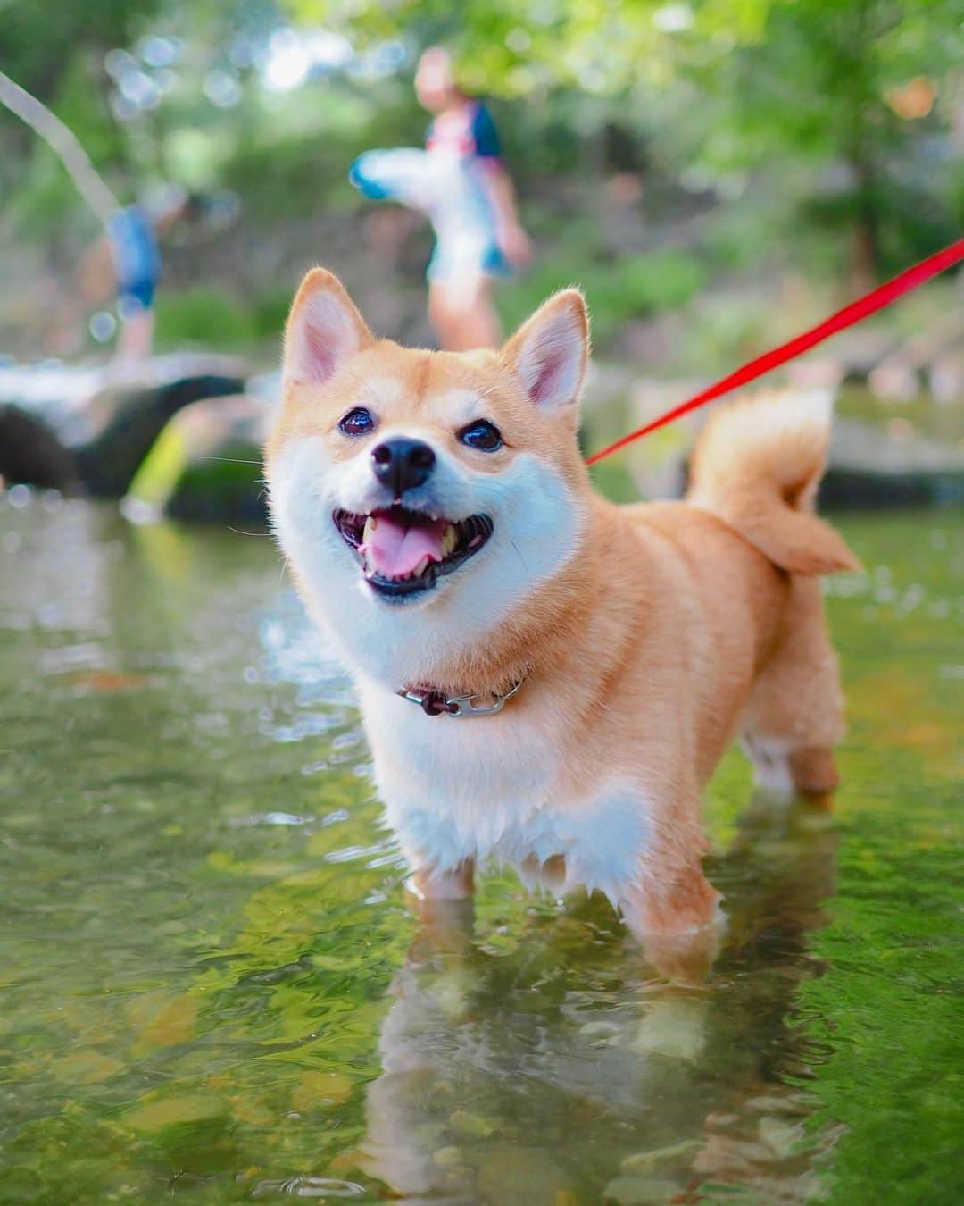 豆柴にこちゃんさんのインスタグラム写真 - (豆柴にこちゃんInstagram)「🐶 今日はお友達とプールの予定が 私の帯状疱疹のせいで いけなかったので、 せめて近場で涼を取りたいな と思って井の頭公園へ🚗 . 小川でチャプチャプ🏊‍♀️💦 冷たくて気持ちかった☺️ にこも自ら水に入っていったよ😆 . #濡れた明太子 . #柴犬#豆柴#pecoいぬ部#犬#shibastagram#petstagram#犬#犬のいる暮らし#shibainu#dog#mameshiba#pecotv#いぬのきもち部#しばいぬ#しばけん#こいぬ#シバイヌ#狗#ペット#子犬#puppy#pet#시바견#강아지#개#instacute#barked#9gag#9gagpets」8月8日 19時27分 - nikochan.mame48