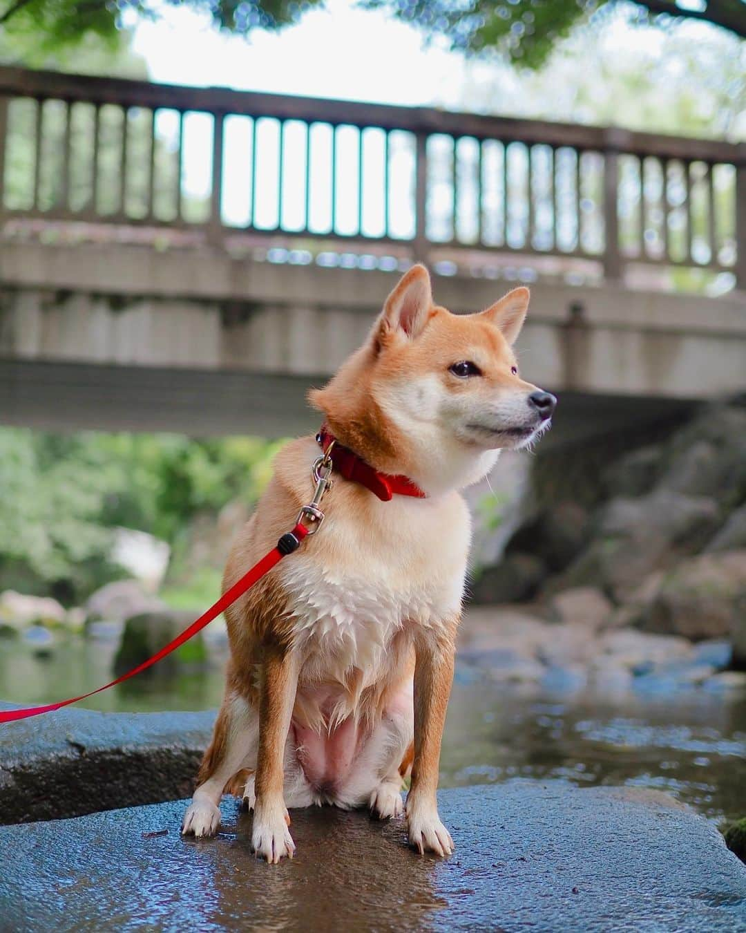 豆柴にこちゃんさんのインスタグラム写真 - (豆柴にこちゃんInstagram)「🐶 今日はお友達とプールの予定が 私の帯状疱疹のせいで いけなかったので、 せめて近場で涼を取りたいな と思って井の頭公園へ🚗 . 小川でチャプチャプ🏊‍♀️💦 冷たくて気持ちかった☺️ にこも自ら水に入っていったよ😆 . #濡れた明太子 . #柴犬#豆柴#pecoいぬ部#犬#shibastagram#petstagram#犬#犬のいる暮らし#shibainu#dog#mameshiba#pecotv#いぬのきもち部#しばいぬ#しばけん#こいぬ#シバイヌ#狗#ペット#子犬#puppy#pet#시바견#강아지#개#instacute#barked#9gag#9gagpets」8月8日 19時27分 - nikochan.mame48