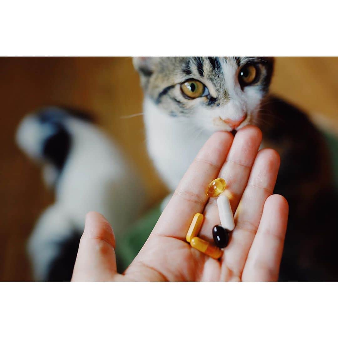juntowaのインスタグラム：「飼い主のサプリを欲しがる犬と猫。 #FUJIMI#サプリメント  @fujimi_official さんから カスタマイズサプリが届きました！  HPで肌診断をして 自分の肌に必要なサプリメントが すぐにわかりますよ！ パッケージもお洒落だし、 小包装なのが何より嬉しい。  毎日飲んでるので変化が楽しみだな。  #pr #美容#カスタマイズサプリ#カスタマイズマスク」