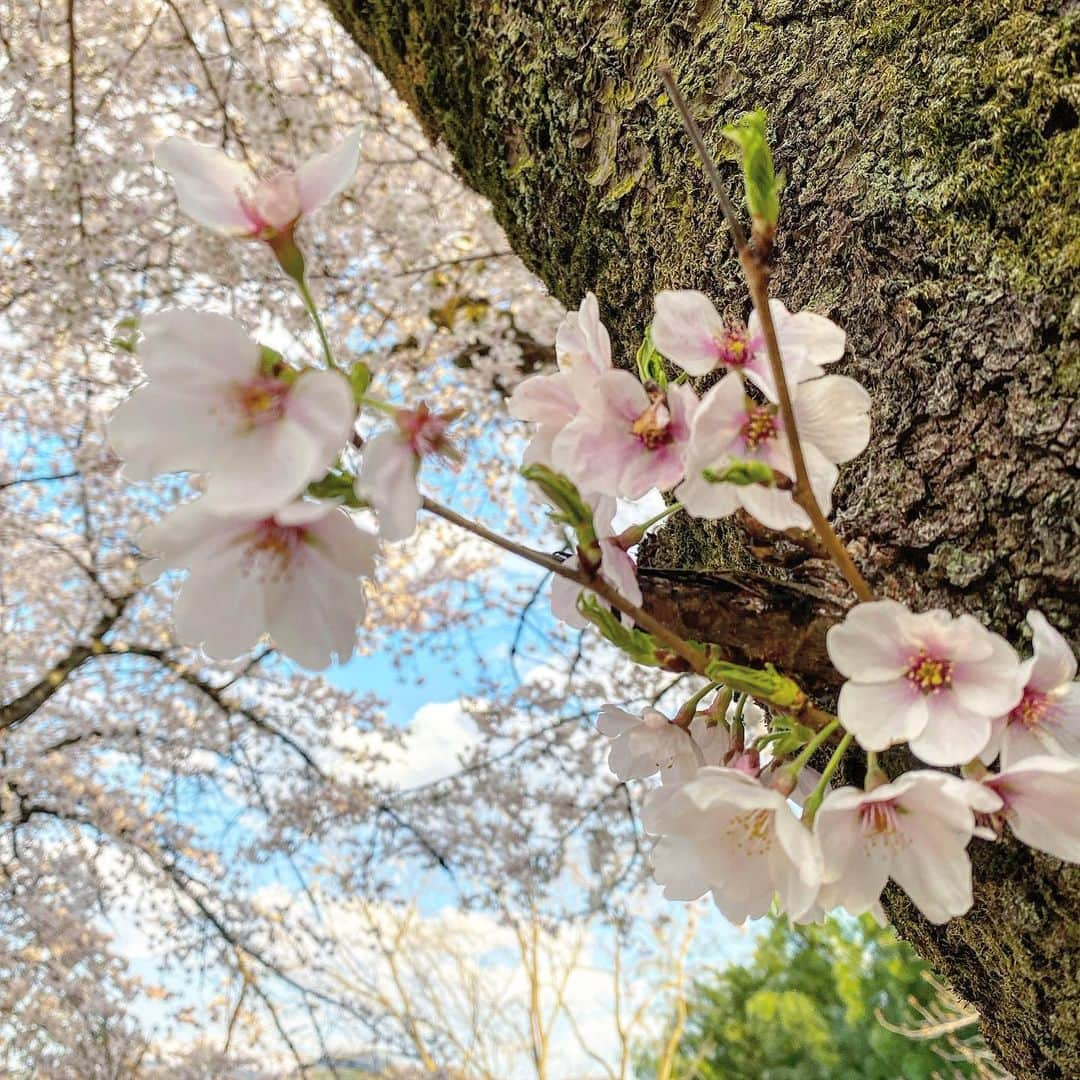 三吉彩花さんのインスタグラム写真 - (三吉彩花Instagram)「皆様、いかがお過ごしですか？  時間は早く進むような ゆっくり進むような 一つずつ丁寧に受け取りながら 整理しながら過ごしていました。  時に色々な波はきたけれども 深呼吸することを忘れずに  それは皆様も自分の時間 自分の気持ち、自分の呼吸 一緒に向き合いながら過ごされていたかと思います。  そんな中でも沢山の温かい言葉を送ってくださった皆様。 私の綴っている言葉がどう皆様を少しでも笑顔にできているのか 心をストンと落ち着かせられているのか 私に何が出来るかは分かりませんが 皆様の言葉で沢山助けられました。  少しずつゆっくりでいいと思います。 私も皆様も優しく助け合っていける日々になりますように。」8月8日 14時05分 - miyoshi.aa