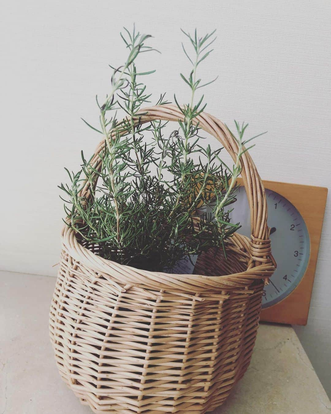 宮崎宣子さんのインスタグラム写真 - (宮崎宣子Instagram)「Rosemary 🌿🌿🌿  1.モヤモヤ頭がスッキリ！ 2.集中力・やる気を高める 3.肌荒れをカバー 4.肌を引き締めリフレッシュ 5.ボディ＆頭皮ケアにも有効 6.虫除け＆花粉対策 7. 料理にも 8.家庭栽培が簡単  私でも育てられる万能ハーブ🌿 ハーブ菜園を始めるなら ローズマリーから✨  #ローズマリー #お料理ハーブ #rosemary  #herb #家庭菜園ハーブ #ハーバルセラピスト」8月8日 14時33分 - miyazaki_nobuko