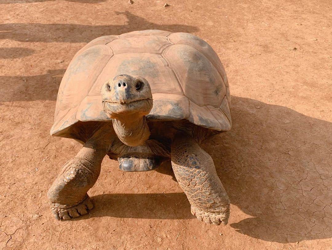 高松雪乃さんのインスタグラム写真 - (高松雪乃Instagram)「今日も暑いねー☀️🐢  #カメ　#亀 #ガラパゴスゾウガメ #tortoise #galapagosgianttortoise #iZoo」8月8日 14時40分 - yukinotakamatsu