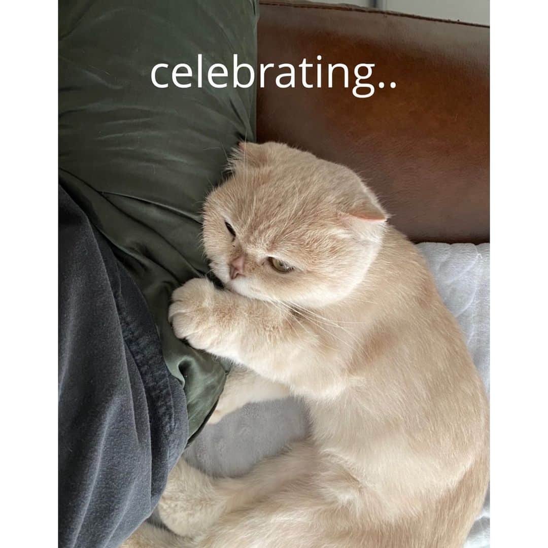 チョン・リョウォンのインスタグラム：「. yarlie tahn ecci celebrating the international cat day today😝😿😾😻😹😼😽🙀😸 . (근데 얄리야 넌 왜 망가진 사진 없어. 너 왜 이미지관리해. 에찌보고 좀 배워. ㅠㅜ)」
