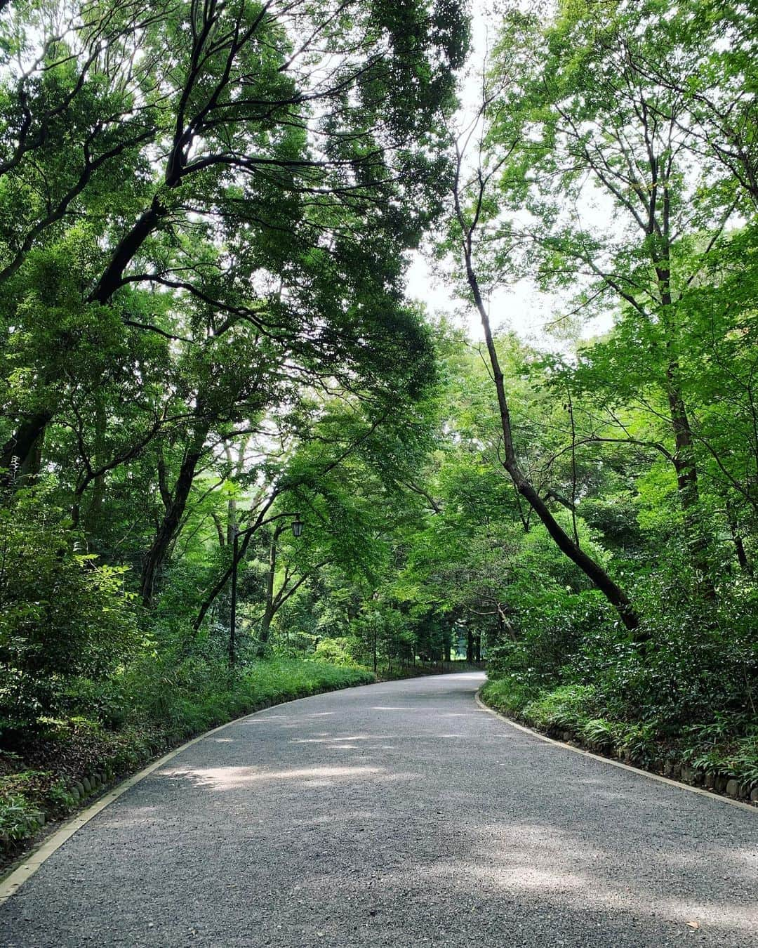 井上和香さんのインスタグラム写真 - (井上和香Instagram)「. 明治神宮 誰もいない、私一人。 贅沢な空間😌✨ . #明治神宮 #素敵な場所 #他より涼しくて歩きやすい #一人散歩」8月8日 14時52分 - inoue_waka