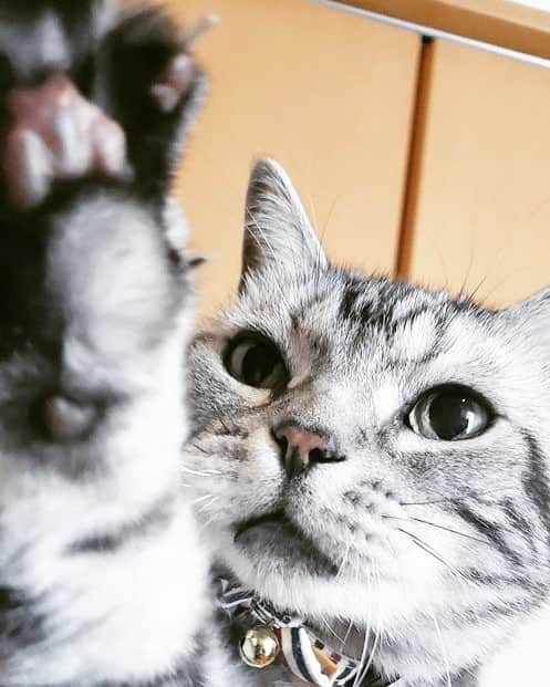 風麻さんのインスタグラム写真 - (風麻Instagram)「#世界猫の日」8月8日 15時03分 - fumadora002