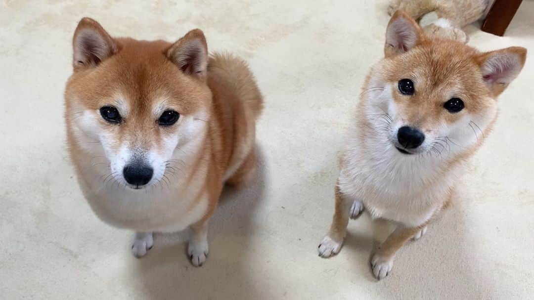 のインスタグラム：「. . HELLO〜こんにちわんわん🐻🐶🍮 . 🐶ぷりんってなんでちゅか 🐻とってもおいしいものだよ ママだけ、ずるいよね . . プリンを食べようとしたら 集まってきて 可愛いお顔で こっちをみていました👀ジーーー . . 代わりにわんこ用のおやつをあげました😊 . . #さにらむ2ショット #プリン🍮 #プリンっておいしいよね #太ってみえるだけ #もふもふなだけ #初めての換毛期 . #柴犬#豆柴 #赤柴#豆柴子犬 #まめしば#いぬのきもち#ふわもこ部 #サンデイ#サンデイいぬ組#anicas#shiba_snap #shibainu#shiba#mameshiba#shibastagram #mameshibapuppy#shibapuppy #豆柴サニーちゃん#豆柴ラムちゃん#さにらむたん #さにらむ2020」