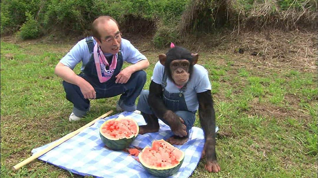 天才！志村どうぶつ園のインスタグラム