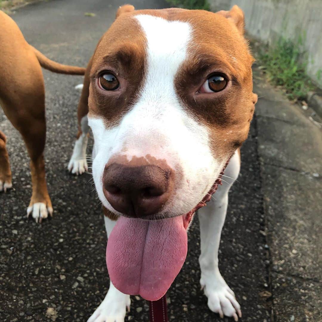 ヒデトレのインスタグラム：「ぺろ👅  こじろー🐶  かわい☺️  @pitbull_family_life」
