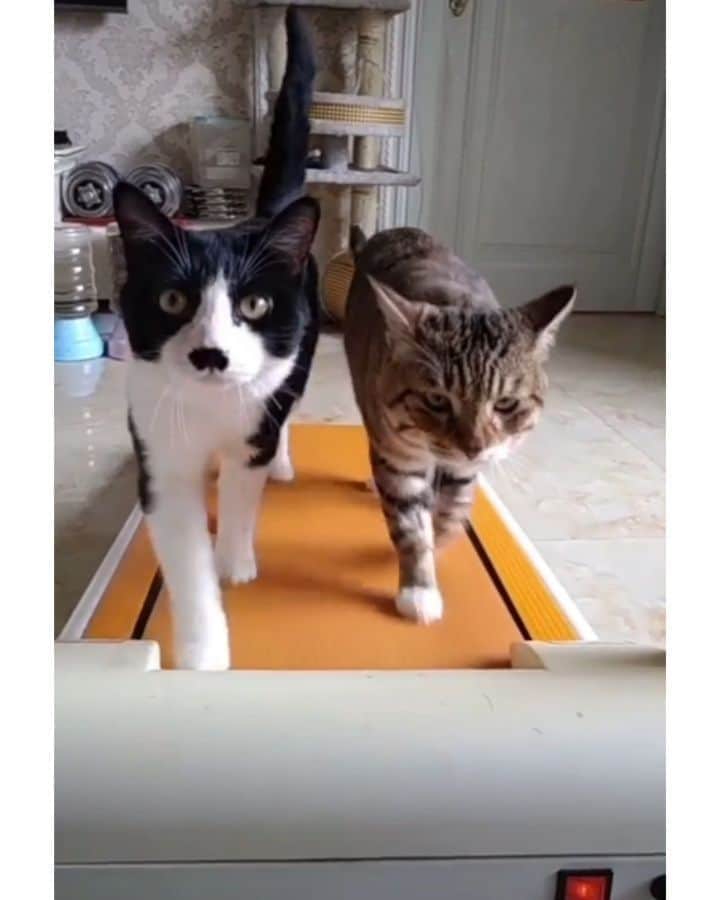 Pleasant Catsのインスタグラム：「Gym Time!!! 🐈❤🐈❤  From stepinpetstory - on tiktok  #pleasantcats」