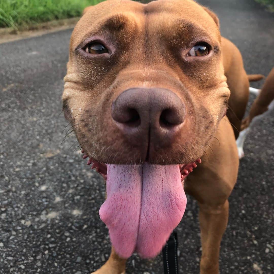 ヒデトレのインスタグラム：「ちる🐶  かわっ💓  @pitbull_family_life」