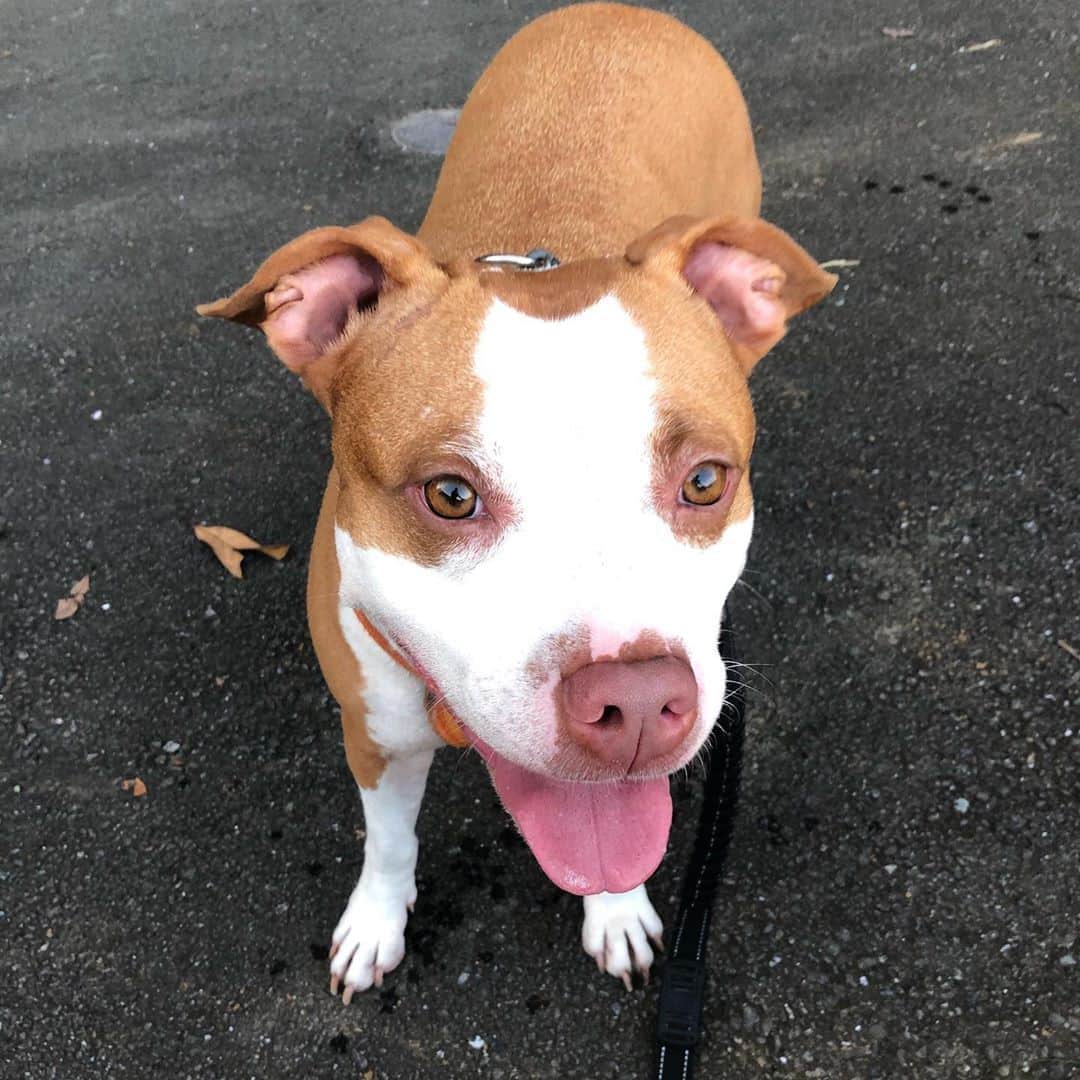 ヒデトレのインスタグラム：「びび🐶  かわっ☺️  @pitbull_family_life」