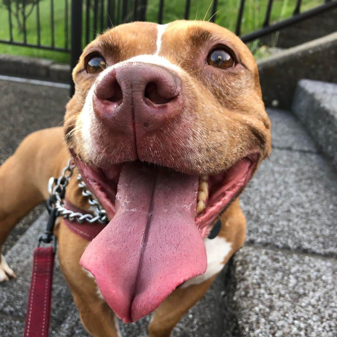 ヒデトレのインスタグラム：「さんちゃん🐶  きゅん💓  @pitbull_family_life」