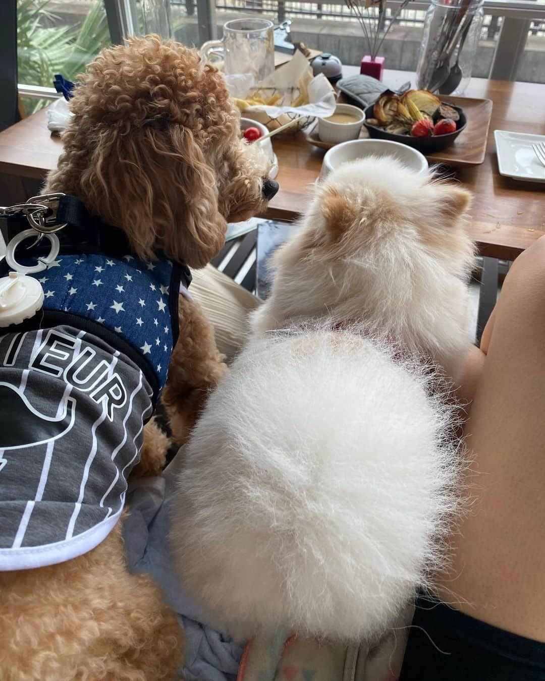 小山桃さんのインスタグラム写真 - (小山桃Instagram)「わんこの休日🐶🌈」8月8日 16時29分 - momoko_pu