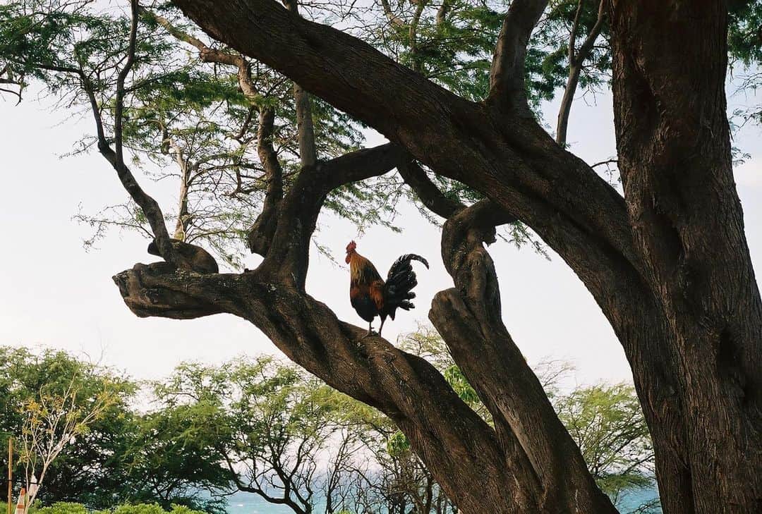 エリック・デ・メンドンサのインスタグラム：「At Diamond Head, chickens live on trees like monkeys🐓🌳🦧」