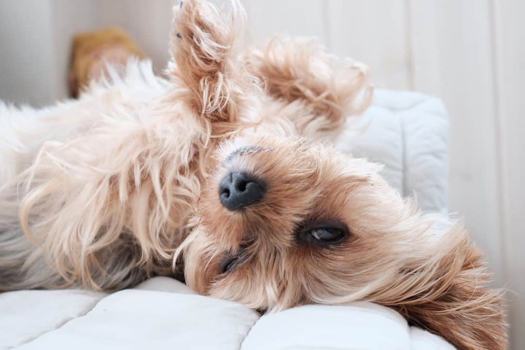 Rubyさんのインスタグラム写真 - (RubyInstagram)「🙃🙃🙃 仰向けが楽なんだそうですよ。 #yorkie # ...
