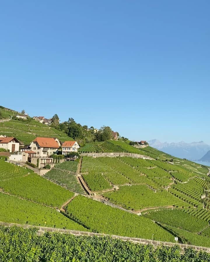 ヴァネッサ・アクセンテのインスタグラム：「These grapes have a pretty good view. Not a bad place to have a vineyard 😍🇨🇭」