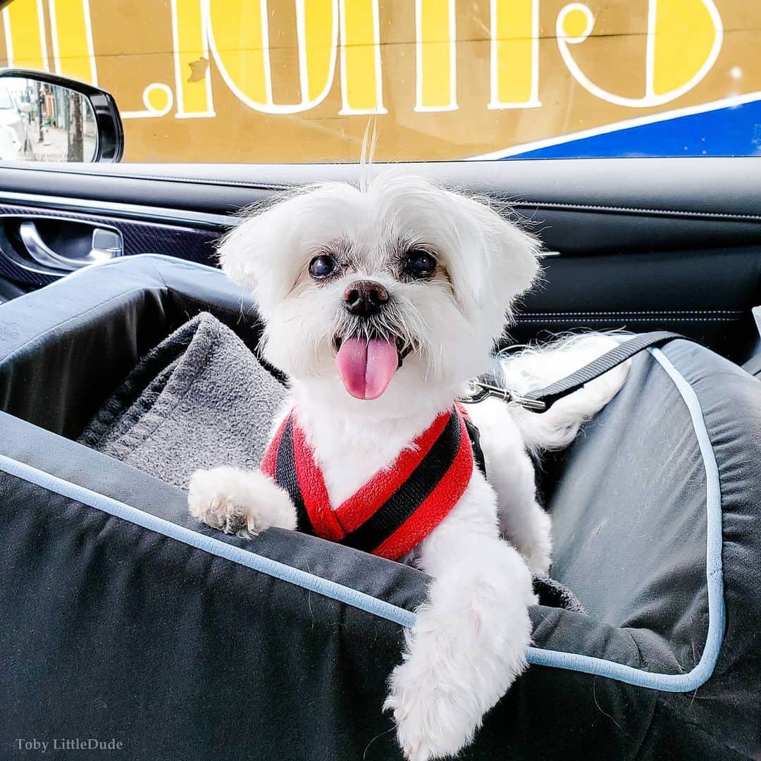 Toby LittleDudeのインスタグラム：「My favorite exercise now is running out to get takeout 🍔」