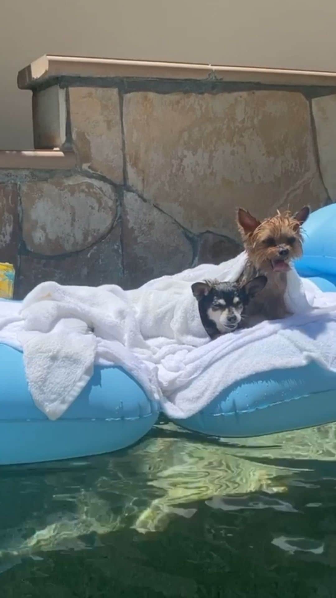 ジェシカ・バーチアーガのインスタグラム：「#WeekendVibes #GoodVibesOnly #LivingOurBestLife #DogMom」
