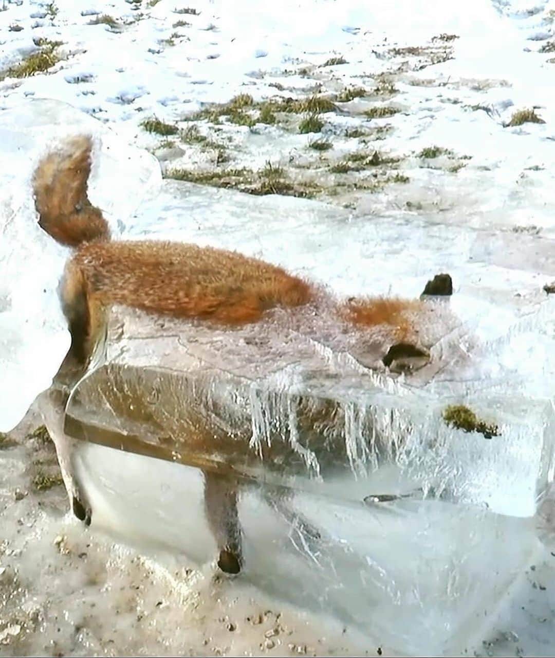 WildLifeさんのインスタグラム写真 - (WildLifeInstagram)「Jäger Franz Stehle found a fox frozen in a lake by his guesthouse in Germany’s Black Forest. He said he cut the block of ice out of the lake with a chain saw. When the ice began to thaw, the fox was given to an animal body removal orangisation. 🦊🤯😔 Photos by © Jäger Franz Stehle」8月9日 3時48分 - wildlifepage