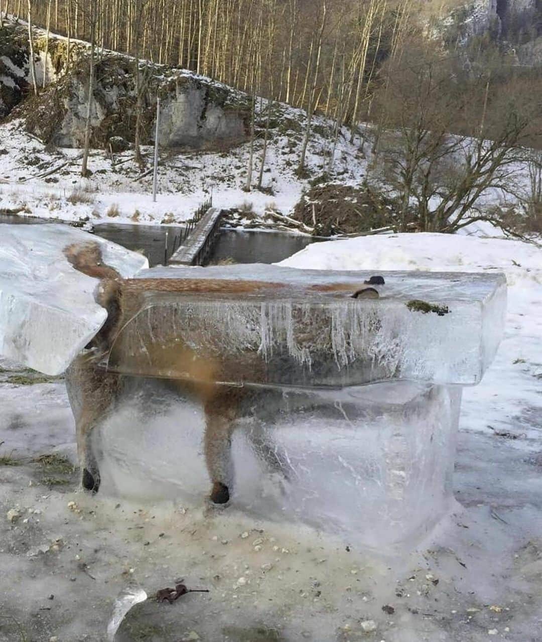 WildLifeさんのインスタグラム写真 - (WildLifeInstagram)「Jäger Franz Stehle found a fox frozen in a lake by his guesthouse in Germany’s Black Forest. He said he cut the block of ice out of the lake with a chain saw. When the ice began to thaw, the fox was given to an animal body removal orangisation. 🦊🤯😔 Photos by © Jäger Franz Stehle」8月9日 3時48分 - wildlifepage