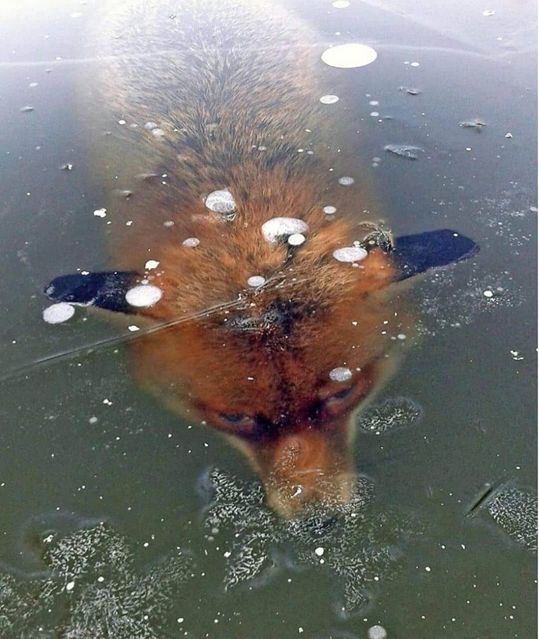 WildLifeのインスタグラム：「Jäger Franz Stehle found a fox frozen in a lake by his guesthouse in Germany’s Black Forest. He said he cut the block of ice out of the lake with a chain saw. When the ice began to thaw, the fox was given to an animal body removal orangisation. 🦊🤯😔 Photos by © Jäger Franz Stehle」