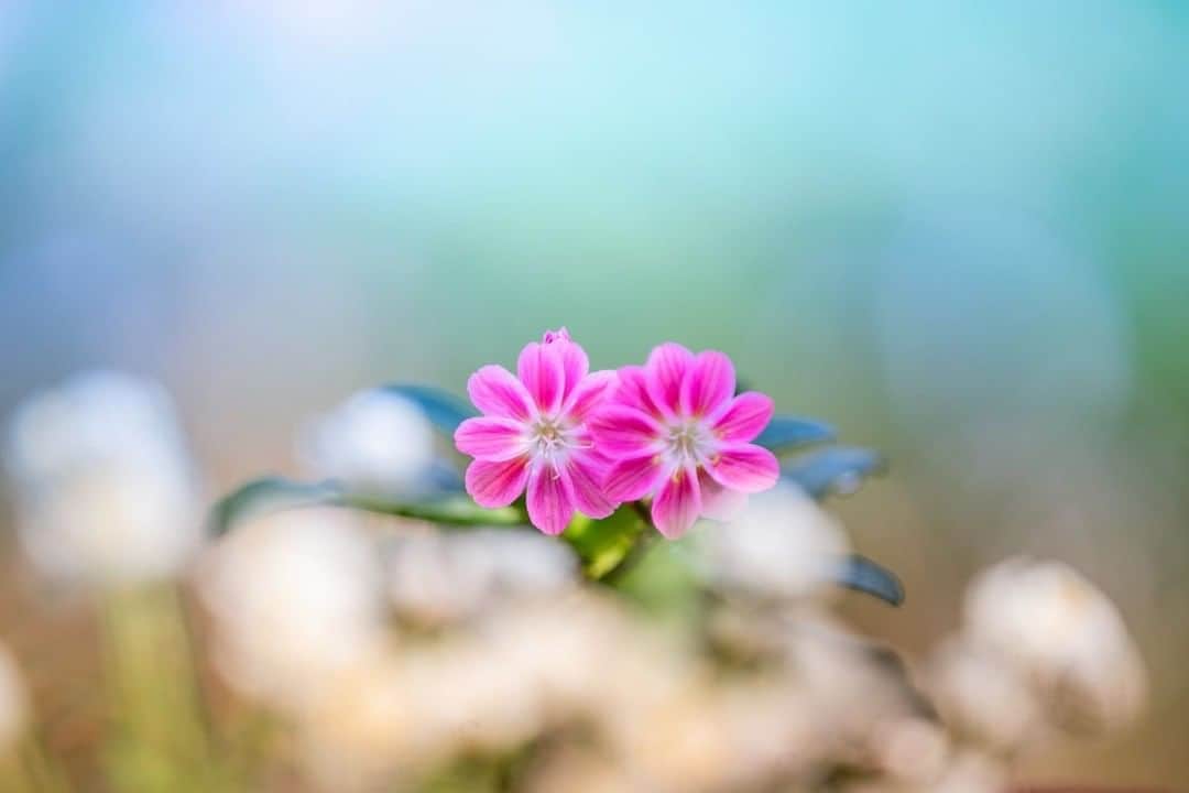 のインスタグラム：「Photo by 原 みゆ.⠀ .⠀ Original Post[投稿いただいたURL]⠀ https://www.facebook.com/photo.php?fbid=1072184616507746⠀ .⠀ 本アカウントは、 #私の花の写真 をつけてInstagramに投稿された皆さまの花の写真や、「花の写真館」Facebookページで投稿された花の写真を紹介します。⠀ 「花の写真館」Facebookページは、「 @floral.photograph 」のプロフィールにあるURLからご覧ください。⠀ .⠀ ※各自、政府、自治体など公的機関の指示に従った行動をお願いします。⠀⠀ 東京カメラ部および分室では、写真を「見る楽しみ」を提供することを通して、微力ながら皆様にわずかな時間でも癒しをお届けしたいと思っております。⠀ ※本アカウントは東京カメラ部がFacebook、Instagramのサービスを利用して運営しているもので、Facebook社・Instagramとは一切関係ありません。⠀ .⠀ #花の写真館 #floralphotograph #floralphoto #flower #flowers⠀ Follow: @floral.photograph」