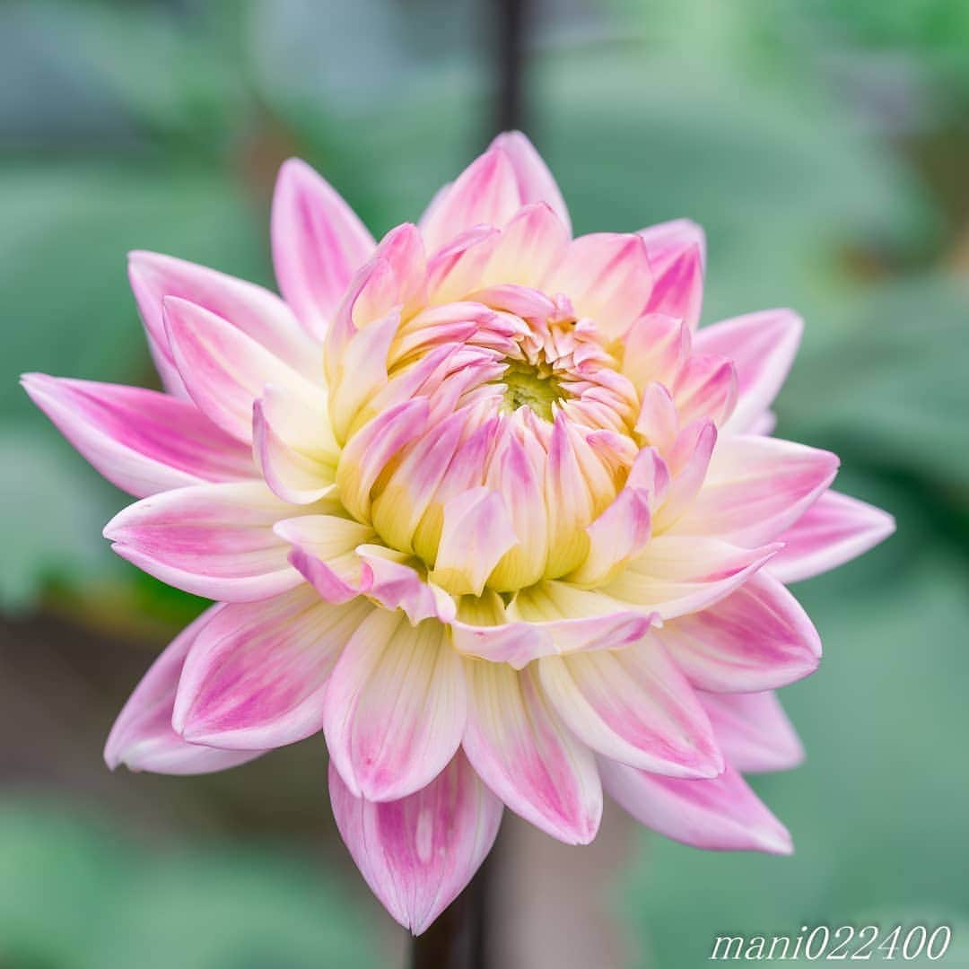 mani022400のインスタグラム：「. 8 Aug. 2020 . . こんばんはー🌸🌺🌹✨ 久々にお外で夕食 お酒も入ってマッタリ😆 . . location:Tokyo camera:a7r3 lens:Sony135GM . . .  🌺🌺🌺🌷🌷🌷🌹🌹🌹🌸🌸🌸 ご訪問ありがとうございます🙇 . お花以外の写真は サブアカウントにポストしています。 良かったら、覗いてください🙇🙇 ⬇️⬇️⬇️ @mani0224000   . 🌺🌺🌺🌷🌷🌷🌹🌹🌹🌸🌸🌸 . . . . . 🔷🔷🔷🔷🔷🔷🔷🔷🔷 thanks_dear_yui  discoverwithalpha ﻿ japan_ilc﻿  a7rm3 ﻿ sel135f18gm  sel55f18z  #カメラ好きな人と繋がりたい  #flower  #花 #flowers   #写真好きな人と繋がりたい love_bestjapan  serahana #ファインダー越しの私の世界    #花のある暮らし  #bns_lite #eclecticshow #explore_floral . #9vaga9  9Vaga_Rose9  9vaga_3flowers9  #floristsandflowers #ip_for_blossoms_vip  #fabulous_shots ig_flowers #ponyfony_flowers #meiko_flora_member meiko_roses  #myheartinshots #la_flowers #rainbow_petals #top_favourite_flowers  #quintaflower #inspiring_shot #phx_flowers dreaming_in_macro #j_flower_shots flower_special_legend　nature_special_legend  #ind_flowers #tv_flowers　　 #best_mmf_vipday  #best_beauty_flora_  9vaga_flowersart9 #ptk_flowers #fleur_noblesse_m  .」