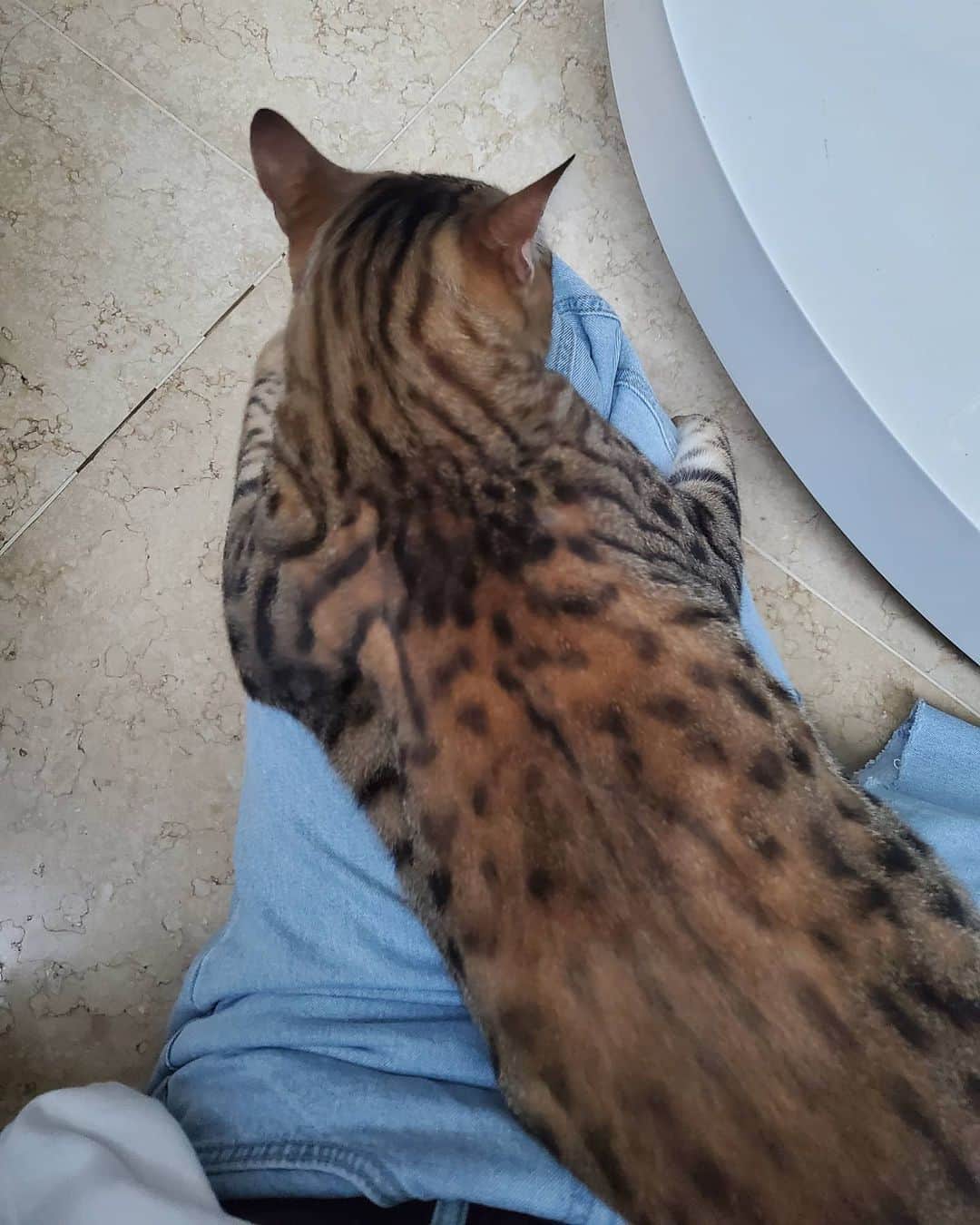 ジュノ のインスタグラム：「this is the reason why i don't wanna go outside. when i'm in hurry he always act like this」