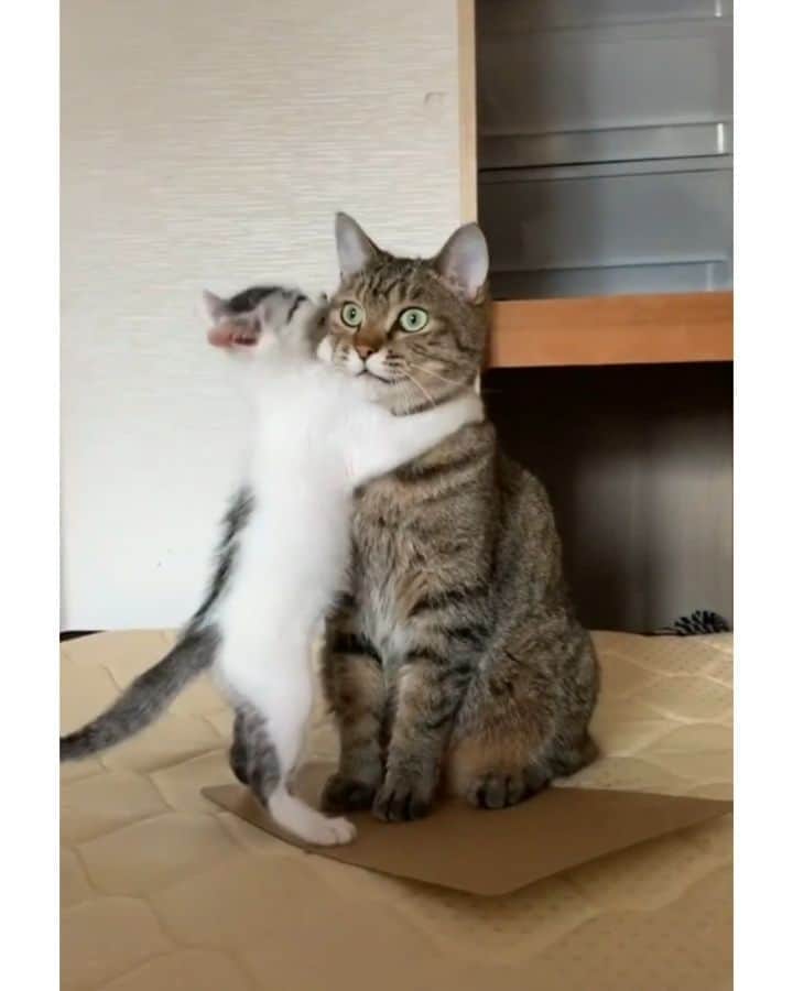 Pleasant Catsのインスタグラム：「He is just wanted to play! 😭❤  From ochibifamily - on tiktok  #pleasantcats」