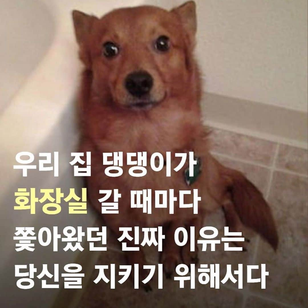 ダユンさんのインスタグラム写真 - (ダユンInstagram)「나 지키려고 그랬쪙? ㅠ ㅠ  땡모 원숭이 시기 왔어요 🐵♥️🐶 너무 귀여운데 못생겨써  근데 원숭이 시기 언제 끝날까요 ?  #monkeystage #원숭이시기 #포메라니안」8月8日 19時50分 - 2__yun__2