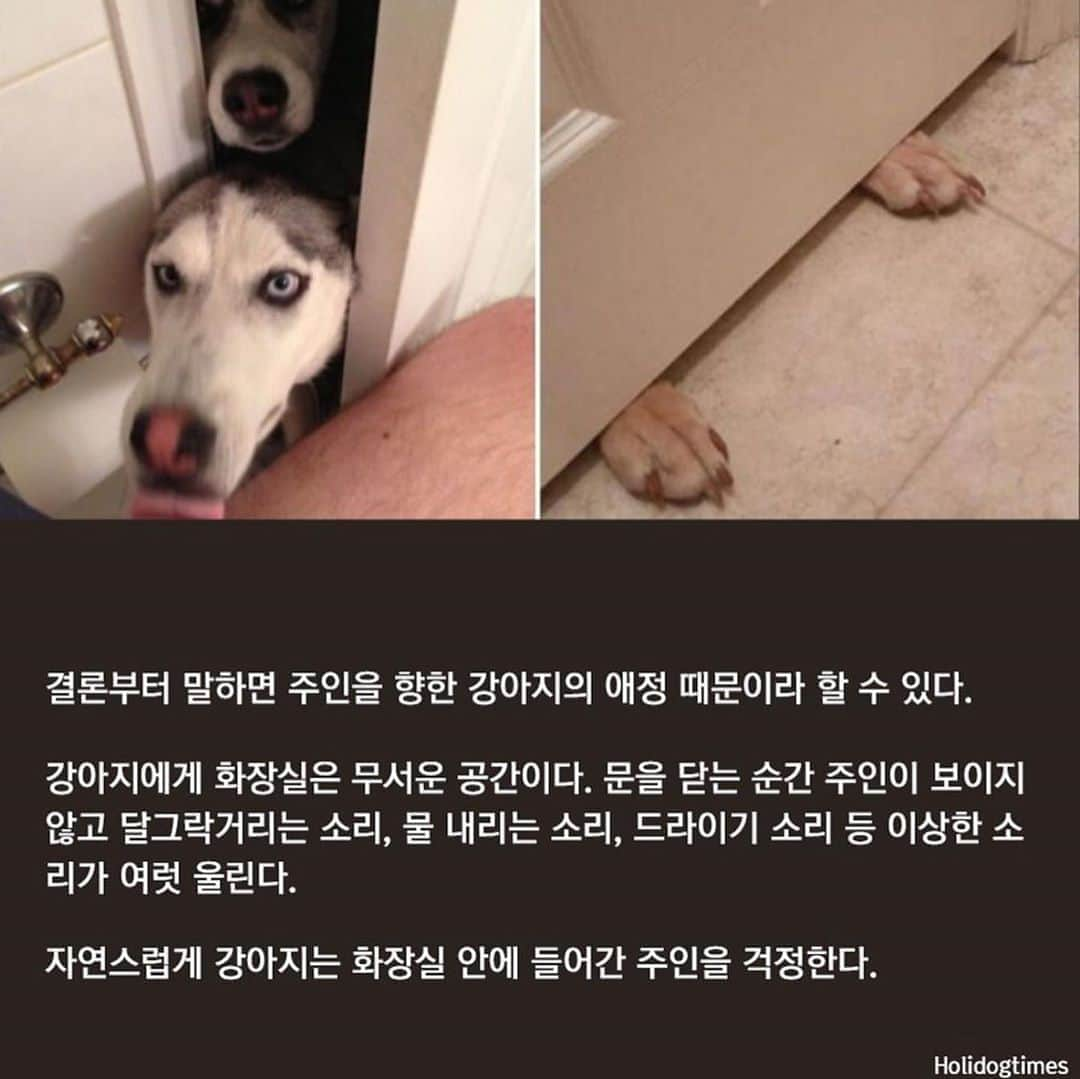 ダユンさんのインスタグラム写真 - (ダユンInstagram)「나 지키려고 그랬쪙? ㅠ ㅠ  땡모 원숭이 시기 왔어요 🐵♥️🐶 너무 귀여운데 못생겨써  근데 원숭이 시기 언제 끝날까요 ?  #monkeystage #원숭이시기 #포메라니안」8月8日 19時50分 - 2__yun__2